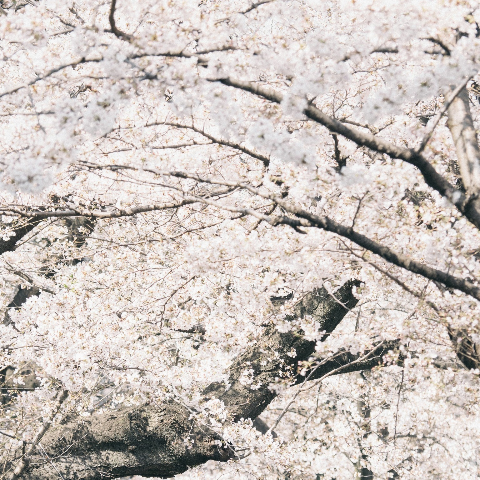 【2026年4月営業日のご案内】
2026年4月営業日は基本的にはカレンダー通りです。
1日（水）～3日（金）
6日（月）～10日（金）
13日（月）～17日（金）
20日（月）～24日（金）
27日（月）28日（火）30日（木）

事故等緊急の際は、土曜日、日曜日関わらず、各担当者、もしくは当社事務所までご連絡下さい。
また、事前にご面談のご予約を頂きましたら、土曜日、日曜日、ご対応させていただきますのでお問い合わせください。
以上、今月もよろしくお願い致します。
※営業日は変更することがあります。予め了承下さい。

#保険のマキハラ 
#尾道市
#保険の見直し相談